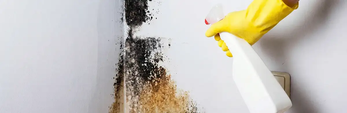 visible mold growth on an interior wall being treated during mold removal service in Denver, CO